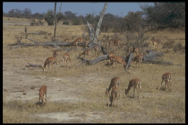 296091 Impala, Grazing A4 Photo Print
