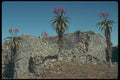 296096 Aloe Trees By The Wall A4 Photo Print