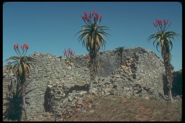 296096 Aloe Trees By The Wall A4 Photo Print