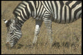 296098 Striped Beauty A4 Photo Print