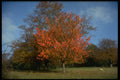 298002 Beech Tree In Autumn A4 Photo Print