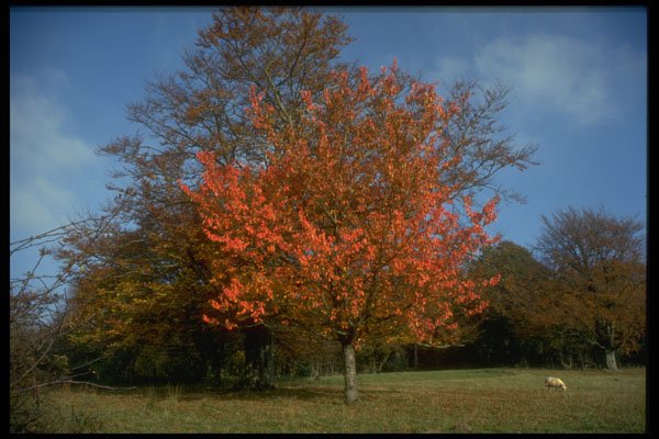 298002 Beech Tree In Autumn A4 Photo Print