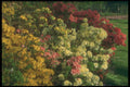 298006 Azaleas A4 Photo Print