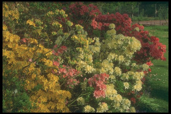 298006 Azaleas A4 Photo Print