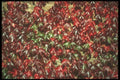 298007 Virginia Creeper A4 Photo Print