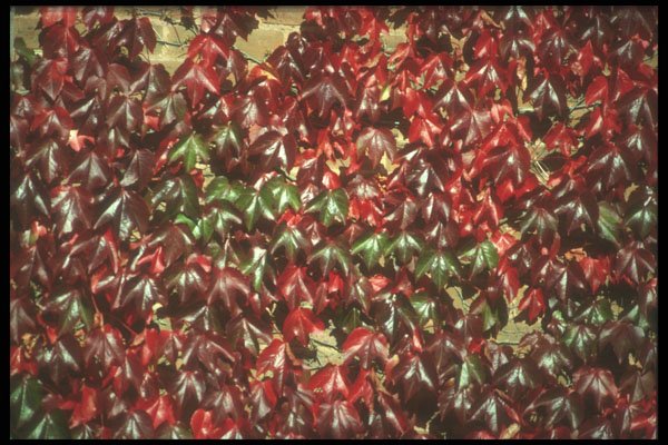 298007 Virginia Creeper A4 Photo Print