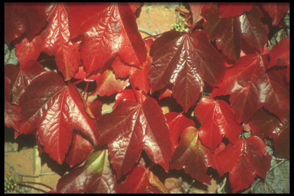298008 Virginia Creeper A4 Photo Print
