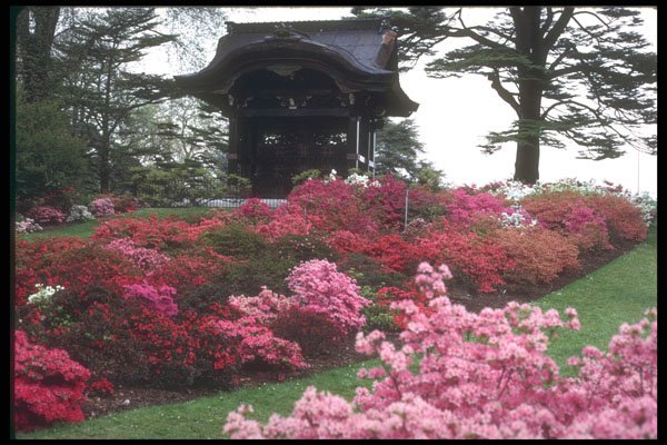 298012 Azaleas And Japanese Folly, Kew Gardens A4 Photo Print