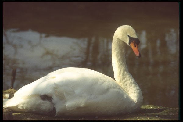 298017 Swan A4 Photo Print
