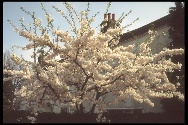298018 Cherry Blossom A4 Photo Print