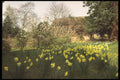 298019 Daffodils And Magnolia Tree A4 Photo Print