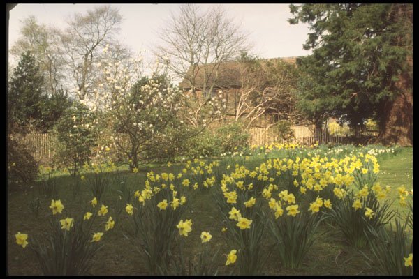298019 Daffodils And Magnolia Tree A4 Photo Print