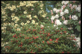 298020 Rhododendrons A4 Photo Print