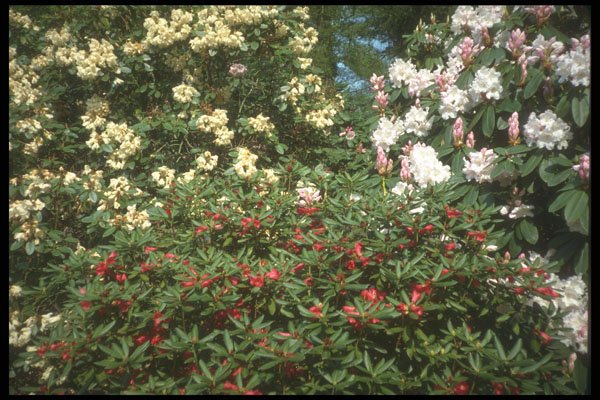 298020 Rhododendrons A4 Photo Print