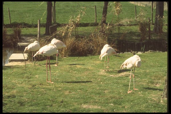 298023 Storks A4 Photo Print