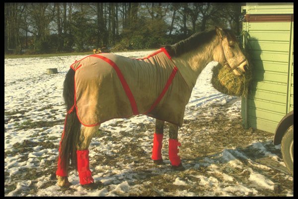298027 Horse A4 Photo Print