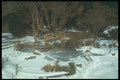 298029 Dogs On Ice A4 Photo Print