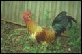 298030 Bantam Rooster A4 Photo Print