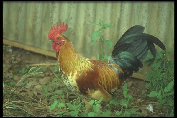 298030 Bantam Rooster A4 Photo Print