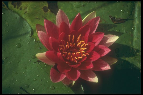 298031 Pink Water Lily A4 Photo Print