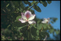 298032 Magnolia Flower A4 Photo Print