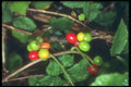 298037 Autumn Berries A4 Photo Print