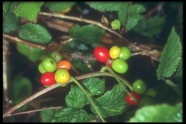 298037 Autumn Berries A4 Photo Print