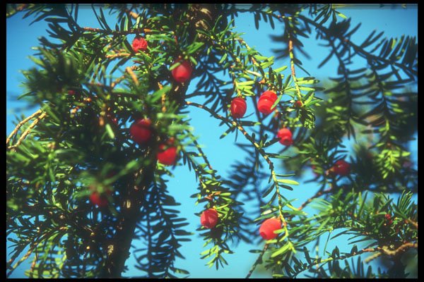 298038 Cyprus Tree Berries A4 Photo Print