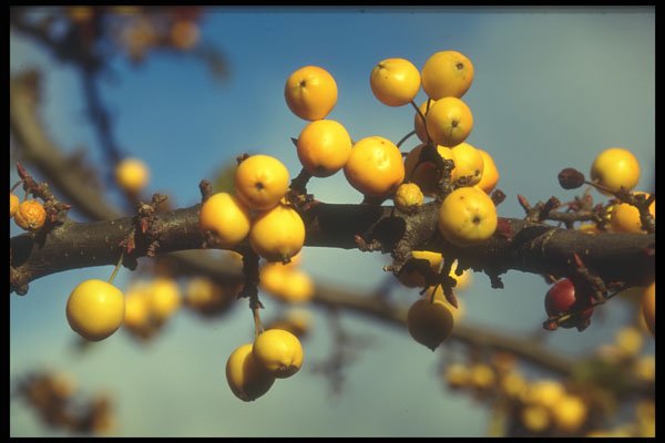 298040 Yellow Berries A4 Photo Print