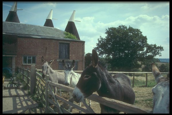 298041 Farm, Sandhurst, Kent A4 Photo Print