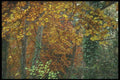 298042 Autumn Scene, Dartmore A4 Photo Print