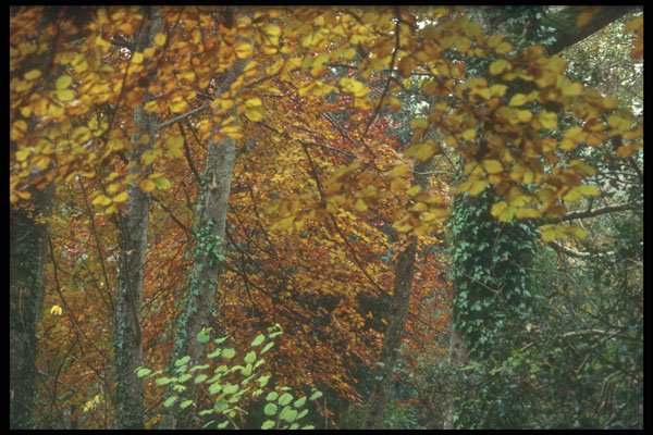 298042 Autumn Scene, Dartmore A4 Photo Print