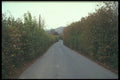 298044 Devonshire Lane A4 Photo Print