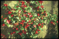 298045 Autumn Berries A4 Photo Print