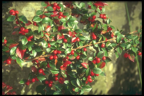 298045 Autumn Berries A4 Photo Print