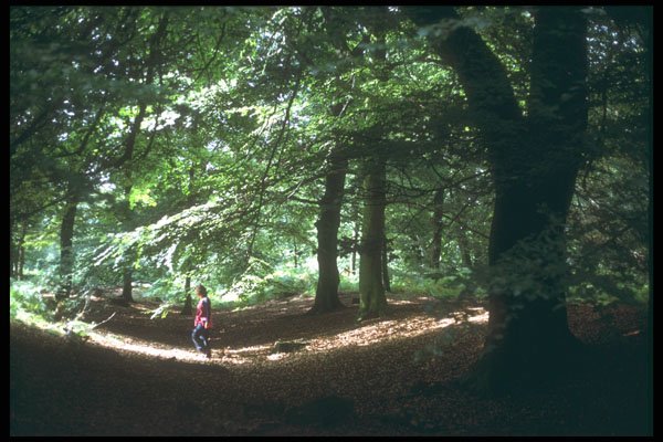298050 Beeches In Spring, Ashpley Heath Woods A4 Photo Print