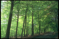 298051 Pink Cloavenue Of Trees In Spring, Ashridge A4 Photo Print