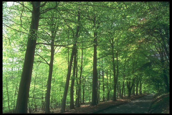 298051 Pink Cloavenue Of Trees In Spring, Ashridge A4 Photo Print