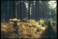 298052 Fern Foliage, Ashpley Heath Woods A4 Photo Print