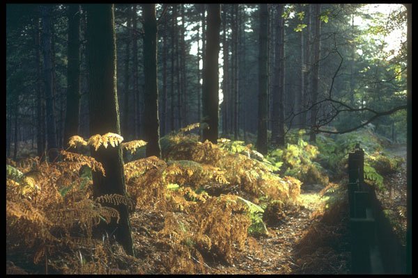 298052 Fern Foliage, Ashpley Heath Woods A4 Photo Print