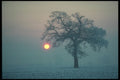 298054 Winter Sunset And Tree A4 Photo Print