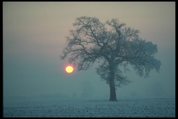 298054 Winter Sunset And Tree A4 Photo Print