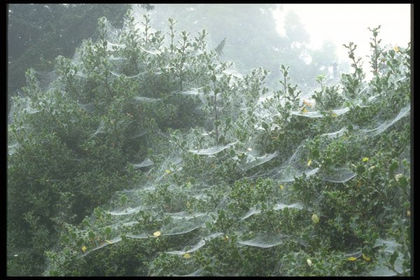 298055 Webs In Mist And Holly, Ashpley Heath Woods A4 Photo Print