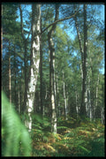 298056 Birches, Ashpley Heath Woods A4 Photo Print