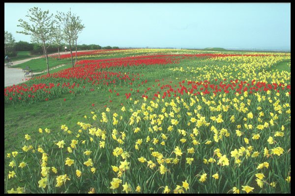 298058 Red And White Tulips, Kew Gardens A4 Photo Print