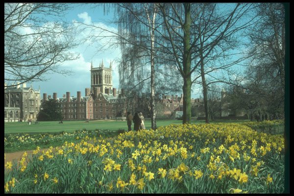 298059 Flowers, Cambridge A4 Photo Print