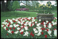 298060 Red And White Tulips, Kew Gardens A4 Photo Print