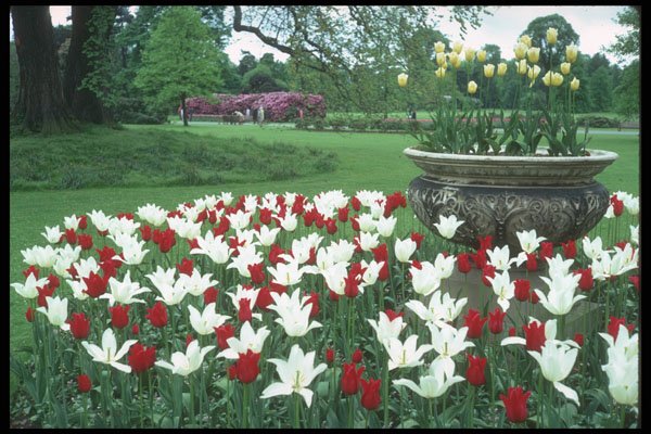 298060 Red And White Tulips, Kew Gardens A4 Photo Print