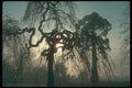 298062 Willow In Mist, Woburn Sands A4 Photo Print