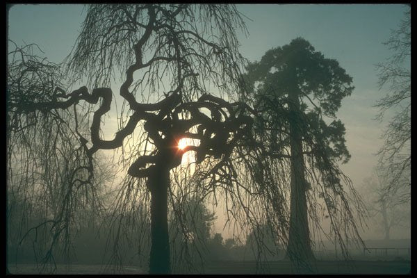 298062 Willow In Mist, Woburn Sands A4 Photo Print